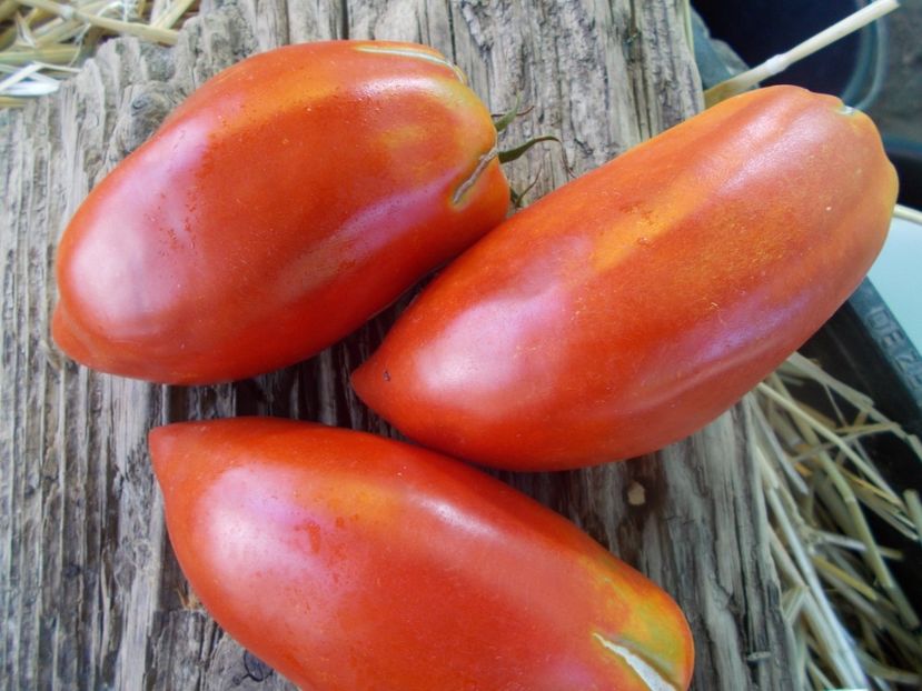  - SEMINTE ROSII - T 880 SARNOWSKI POLISH PLUM