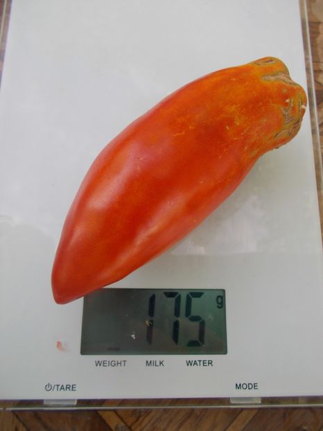  - SEMINTE ROSII - T 880 SARNOWSKI POLISH PLUM