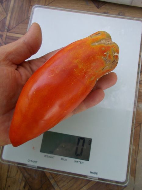  - SEMINTE ROSII - T 880 SARNOWSKI POLISH PLUM