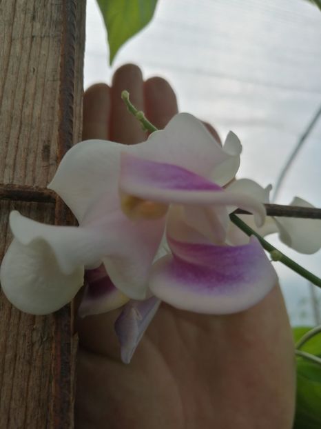  - SEMINTE VIGNA CARACALLA - D 223