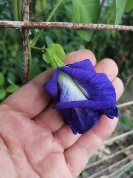  - SEMINTE CLITORIA TERNATEA