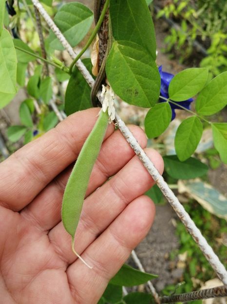  - SEMINTE CLITORIA TERNATEA
