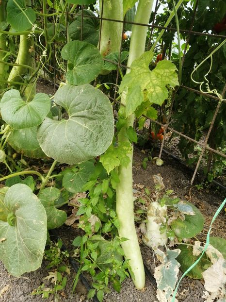  - SEMINTE DOVLECEL LA METRU - SICILIAN SNAKE
