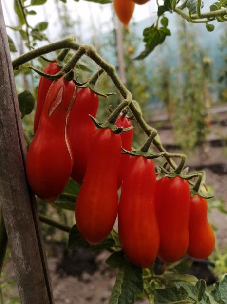  - SEMINTE ROSII - T 706 EWIGE LIEBE