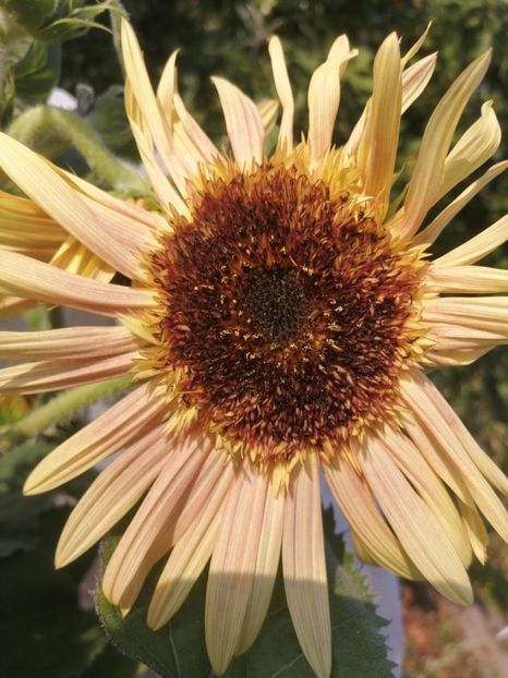  - SEMINTE FLOAREA SOARELUI - D 202 ASTRA ROSE