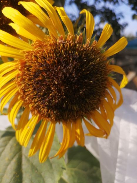  - SEMINTE FLOAREA SOARELUI - D 208 ASTRA BROWN