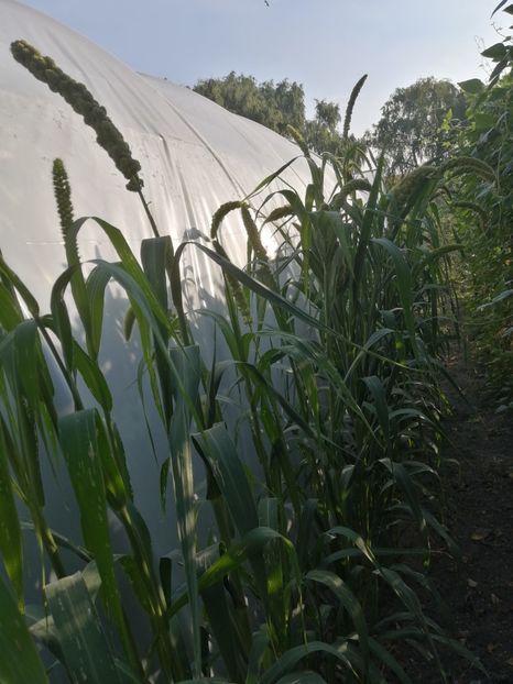  - SEMINTE MEI - D 199 Panicum miliaceum