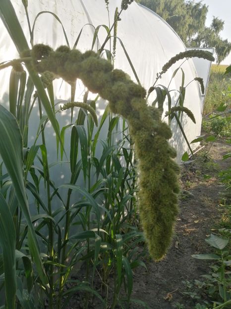  - SEMINTE MEI - D 199 Panicum miliaceum