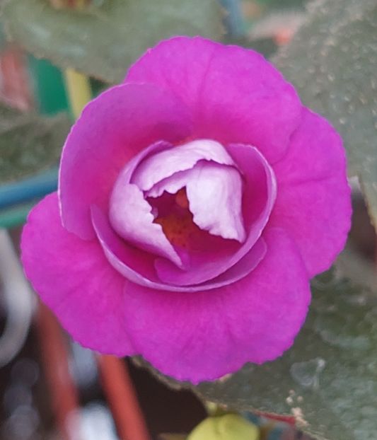  - PURPLE MYSTERY
