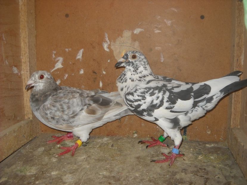  - PORUMBEI VANDUTI 2