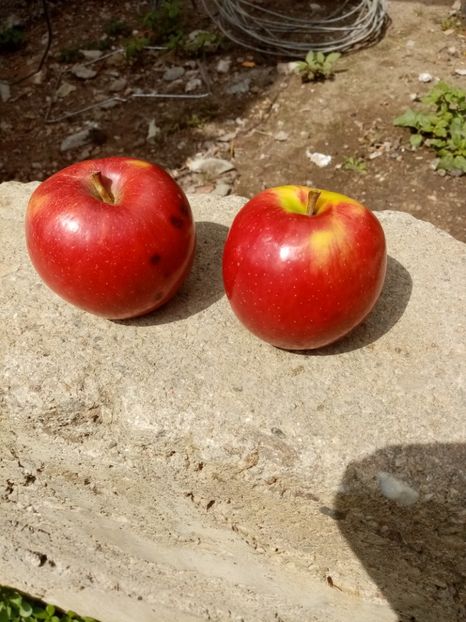  - Mere Red Melba 2022