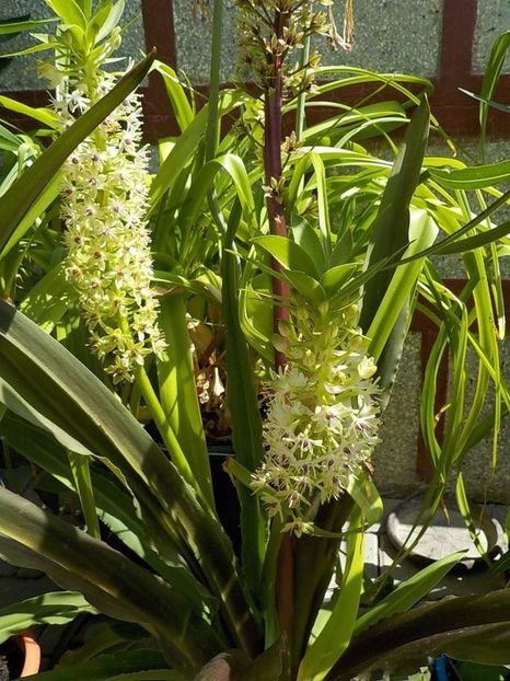  - eucomis