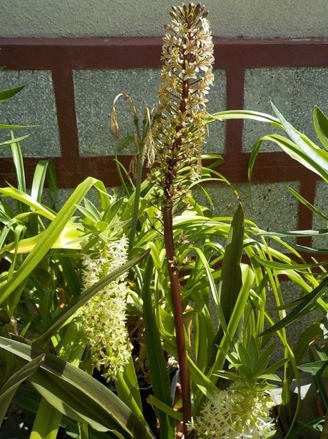  - eucomis