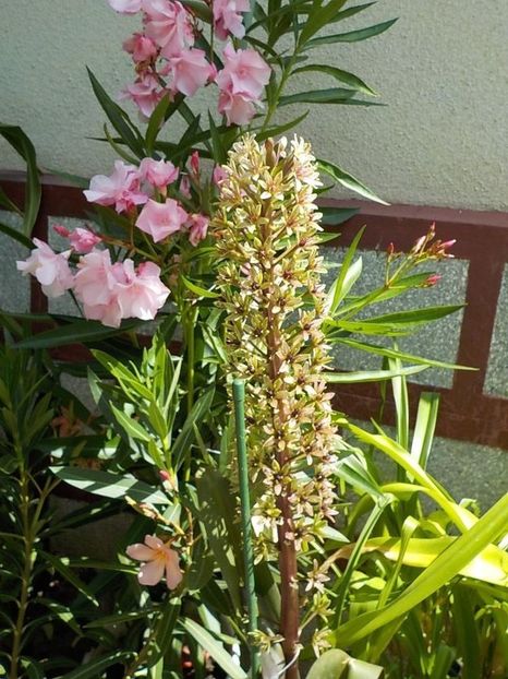  - eucomis