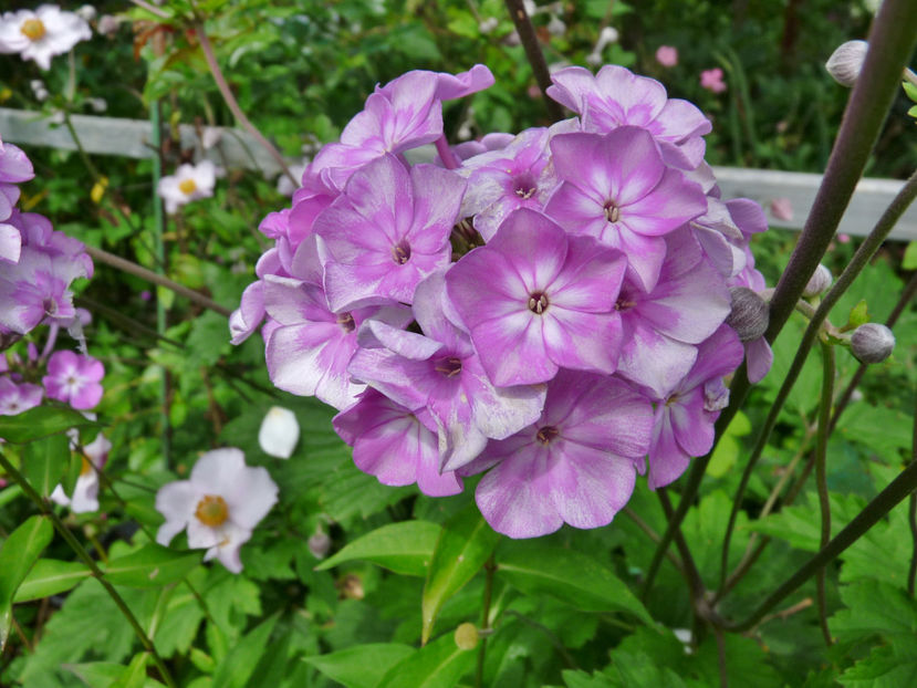  - Phlox - brumarele