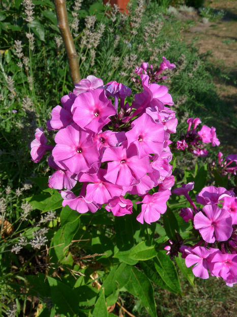  - Phlox - brumarele