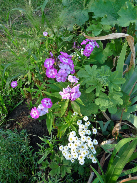  - Phlox - brumarele