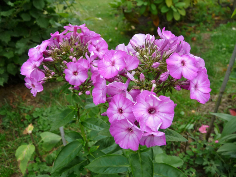  - Phlox - brumarele