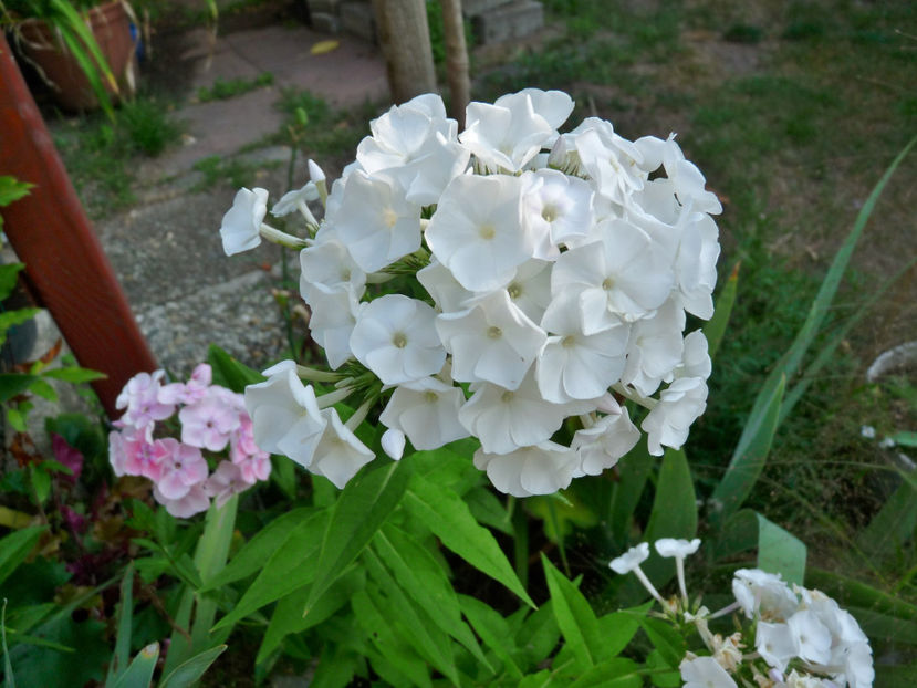  - Phlox - brumarele