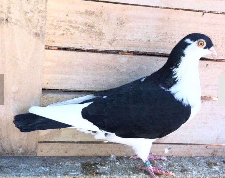 Femelă  2019 - 00001 porumbei dragi mie arhivă