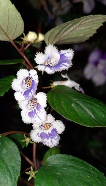 Flururasi - Fimbriata