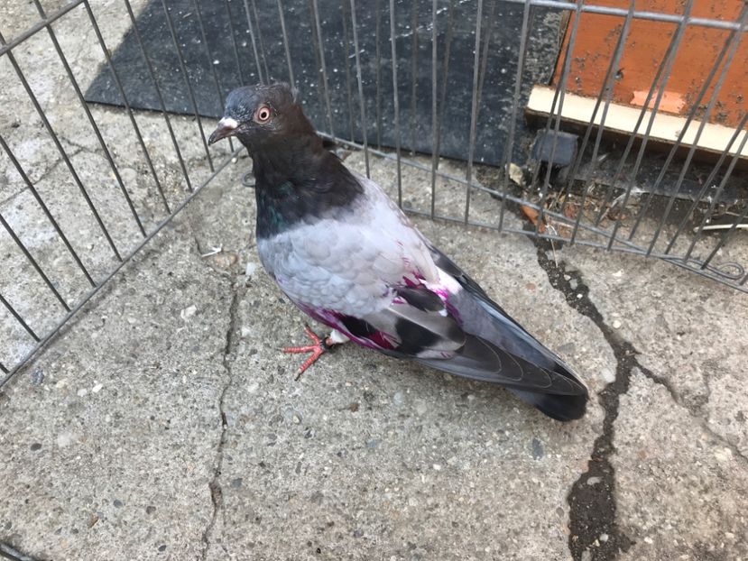 DEC810D9-F4E3-4064-954C-B54ED1E59BDD - Pui zb de Beograd 2022