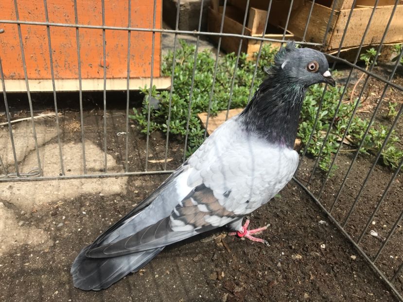 C4ED1017-CC03-41ED-A2FD-A69D31DFCAEB - Pui zb de Beograd 2022