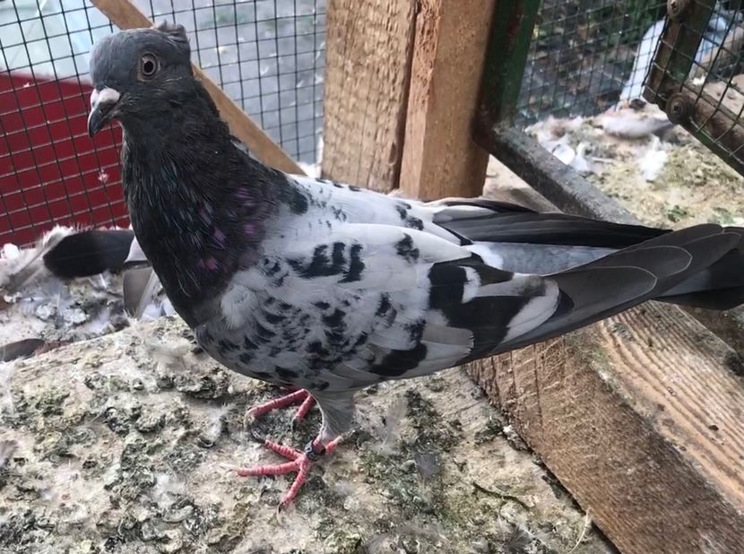 4C5D85C9-4164-40E2-B274-3ED5CDA563C2 - Pui zb de Beograd 2022