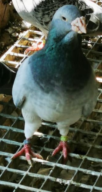 Mascul Gut Standard 2020 - 2022 Porumbei Voiajori Standard Guți și Albaștri