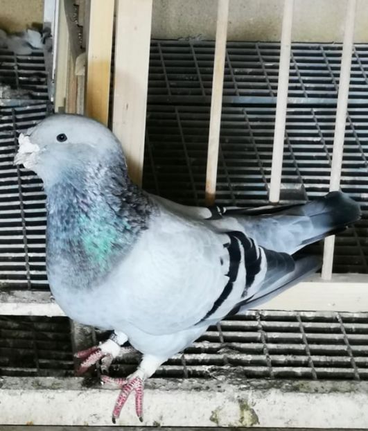 Mascul Albastru Voiajor 2020 - 2022 Porumbei Voiajori Standard Guți și Albaștri