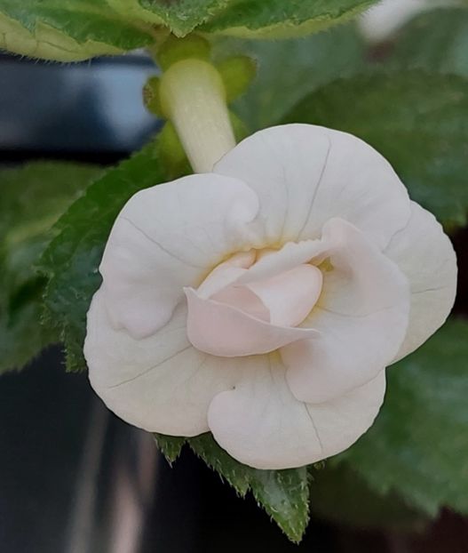  - RF-s PINA COLADA
