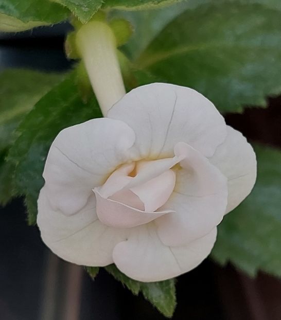  - RF-s PINA COLADA