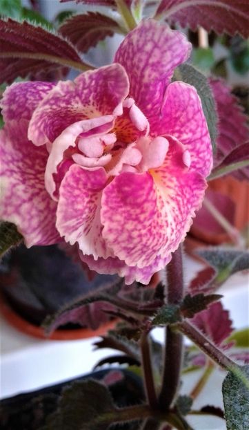  - 0000 ACHIMENES