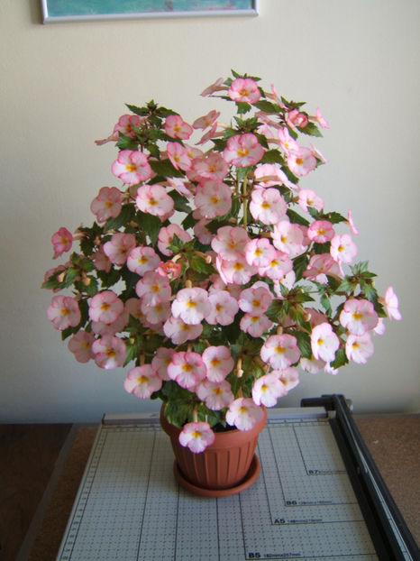 Sun Wind 2022 - Achimenes flori