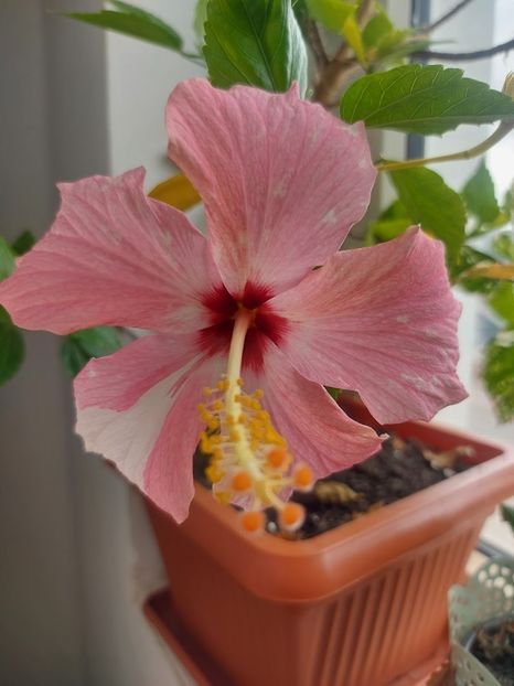  - Hibiscus