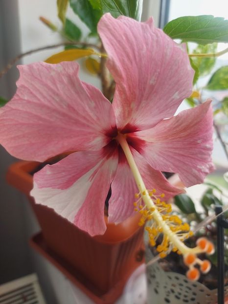 20220430_124530 - Copie - Hibiscus