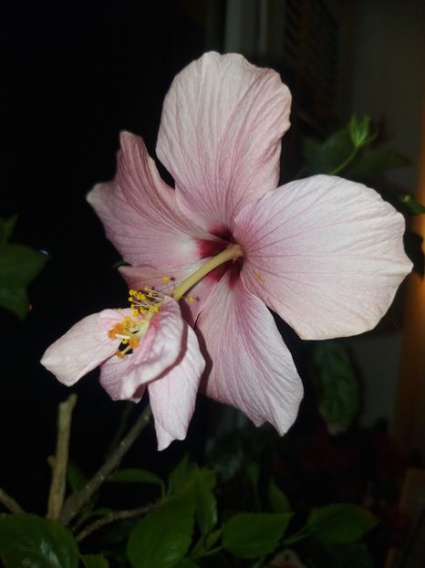 20220404_213220 - Copie - Hibiscus