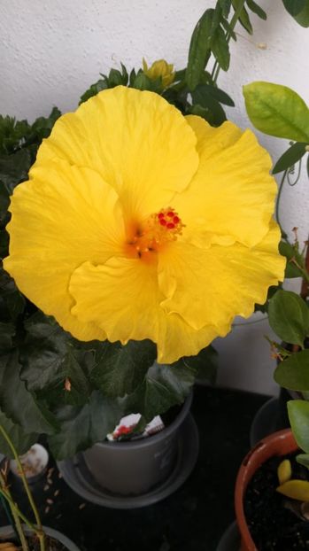 IMG-20220704-WA0004 - Hibiscus