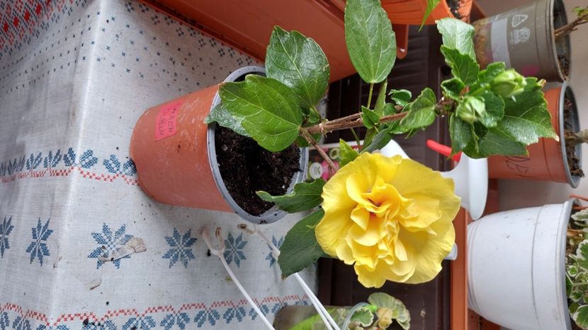  - Hibiscusi august 2022