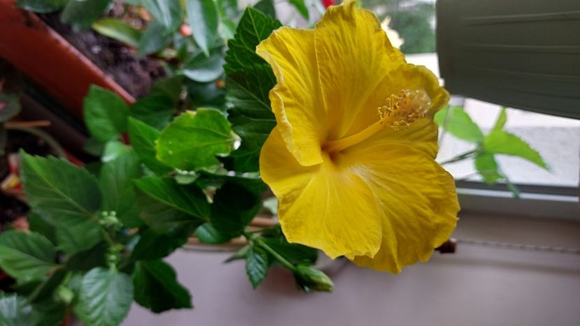  - Hibiscusi august 2022