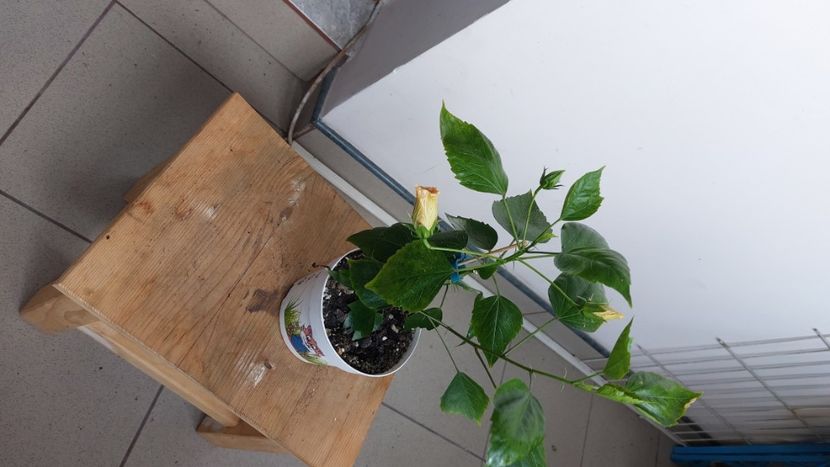  - Hibiscusi august 2022