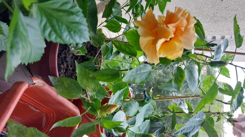  - Hibiscusi august 2022