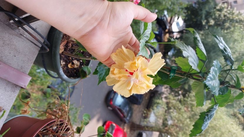  - Hibiscusi august 2022