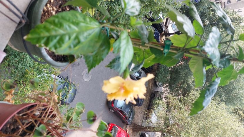  - Hibiscusi august 2022