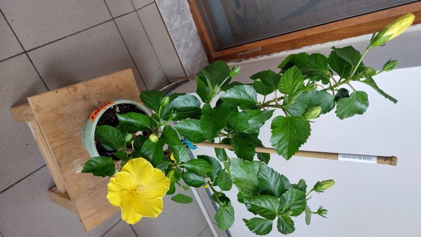  - Hibiscusi august 2022