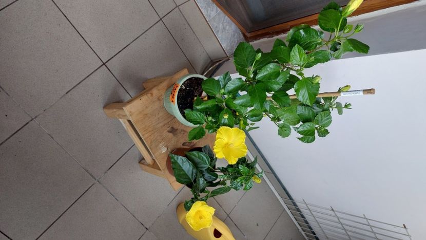  - Hibiscusi august 2022