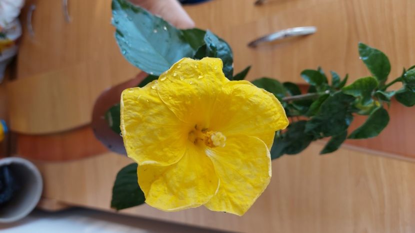  - Hibiscusi august 2022