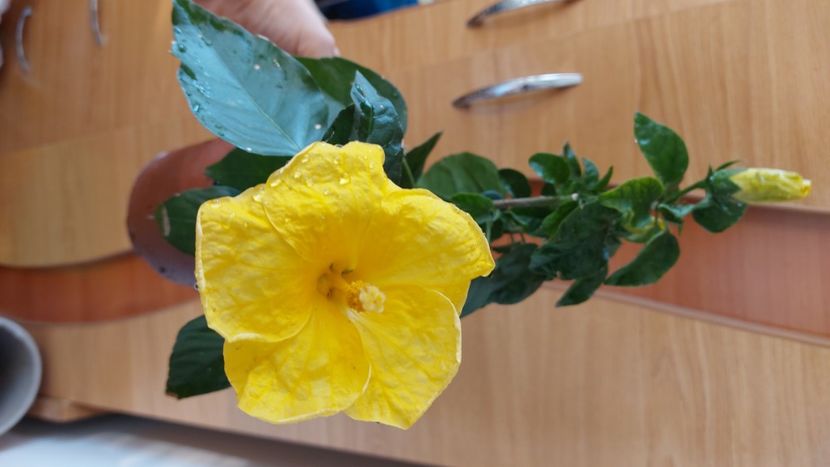  - Hibiscusi august 2022