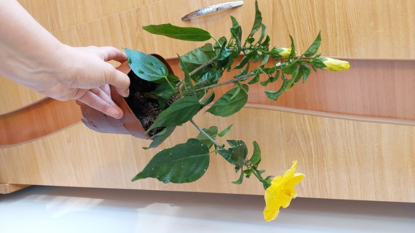  - Hibiscusi august 2022