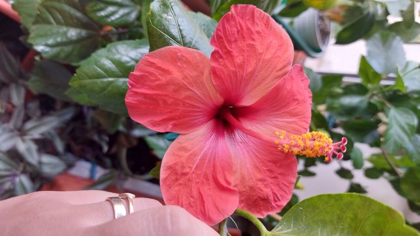  - Hibiscusi august 2022